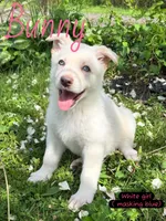 Bunny, a female German Shepherd Dog for sale in Ohio, OH – 6 of 6