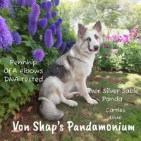 Tator, a male German Shepherd Dog for sale in Ohio, OH – Photo 3 of 6