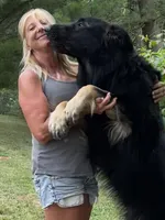 Tator, a male German Shepherd Dog for sale in Ohio, OH – Photo 4 of 6