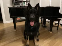 Tator, a male German Shepherd Dog for sale in Ohio, OH – Photo 5 of 6