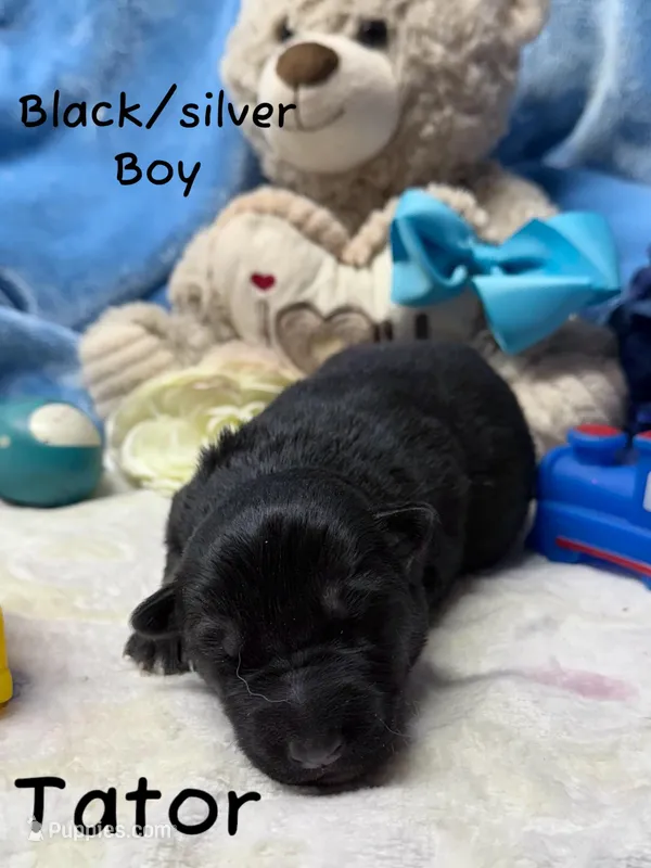 Tator, a male German Shepherd Dog for sale in Ohio, OH – Photo 1 of 6