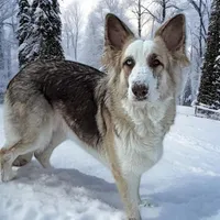 Tator, a male German Shepherd Dog for sale in Ohio, OH – Photo 2 of 6