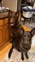 Coming soon, a  German Shepherd Dog for sale in Ohio, OH – 2 of 2