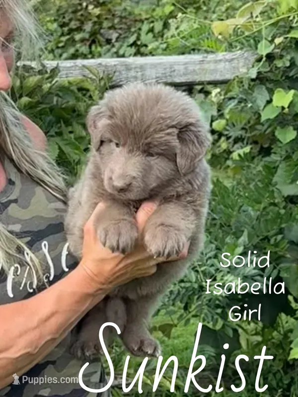 SunKist – German Shepherd Dog puppy for sale in Ohio, OH