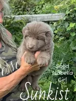 SunKist, a female German Shepherd Dog for sale in Woodsfield, OH – 1 of 3