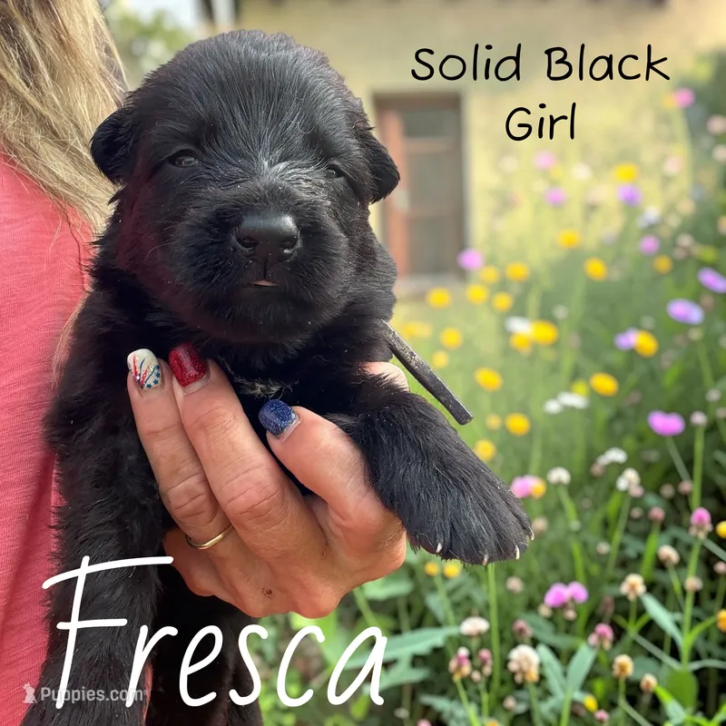 Fresca  – German Shepherd Dog puppy for sale in Ohio, OH