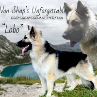 Sequoia, a female German Shepherd Dog for sale in Ohio, OH – 3 of 6