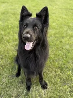 Rome, a male German Shepherd Dog for sale in Ohio, OH – 3 of 3