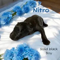 Solid black import lines, a male German Shepherd Dog for sale in Ohio, OH – Photo 5 of 5