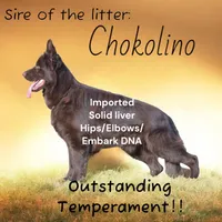 Solid black import lines, a male German Shepherd Dog for sale in Ohio, OH – Photo 2 of 5