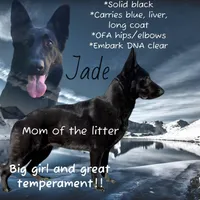 Solid black import lines, a male German Shepherd Dog for sale in Ohio, OH – Photo 3 of 5