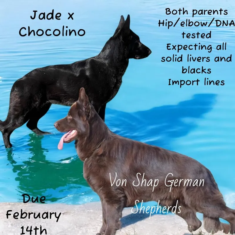 Solid black import lines, a male German Shepherd Dog for sale in Ohio, OH – Photo 1 of 5