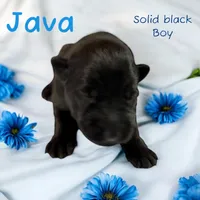 Solid black import lines, a male German Shepherd Dog for sale in Ohio, OH – Photo 4 of 5