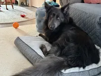 Hades, a male German Shepherd Dog for sale in Ohio, OH – Photo 6 of 8