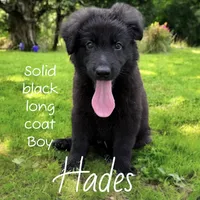 Hades, a male German Shepherd Dog for sale in Ohio, OH – Photo 3 of 8