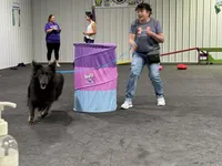 Hades, a male German Shepherd Dog for sale in Ohio, OH – Photo 8 of 8