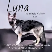 Hades, a male German Shepherd Dog for sale in Ohio, OH – Photo 2 of 8