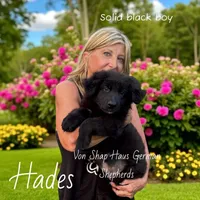 Hades, a male German Shepherd Dog for sale in Ohio, OH – Photo 1 of 8