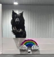 Hades, a male German Shepherd Dog for sale in Ohio, OH – Photo 7 of 8