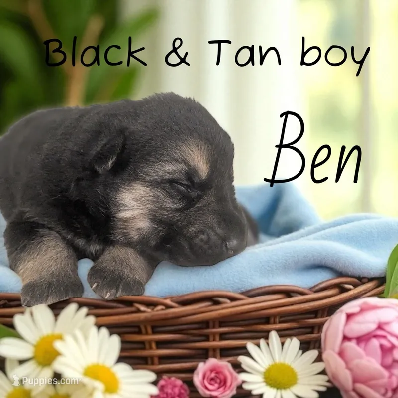 Ben, a male German Shepherd Dog for sale in Ohio, OH – Photo 1 of 4