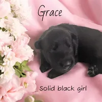 Ben, a male German Shepherd Dog for sale in Ohio, OH – Photo 4 of 4