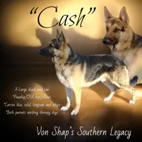 Ben, a male German Shepherd Dog for sale in Ohio, OH – Photo 2 of 4