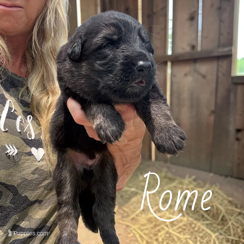 Rome – German Shepherd Dog puppy for sale in Ohio, OH