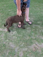 Solid liver , a female German Shepherd Dog for sale in Ohio, OH – 1 of 1