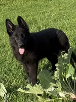 Draco, a male German Shepherd Dog for sale in Ohio, OH – 2 of 3