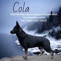 Pending, a male German Shepherd Dog for sale in Ohio, OH – Photo 2 of 3