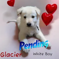 Pending, a male German Shepherd Dog for sale in Ohio, OH – Photo 1 of 3