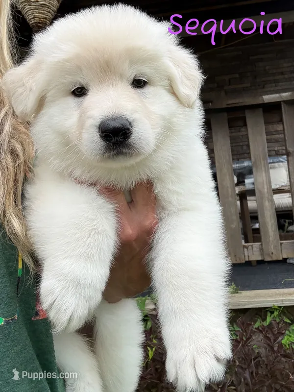 Sequoia – German Shepherd Dog puppy for sale in Ohio, OH