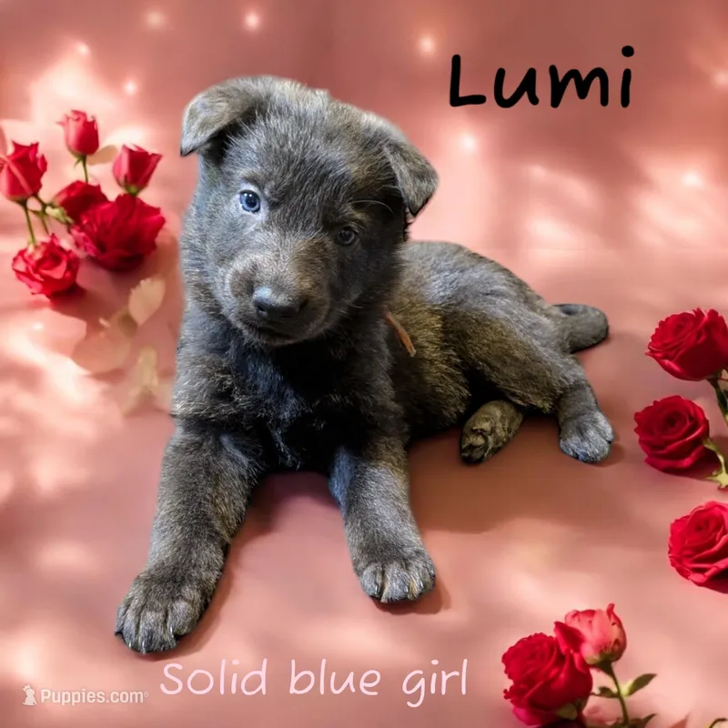 Lumi, a female German Shepherd Dog for sale in Ohio, OH – Photo 1 of 3