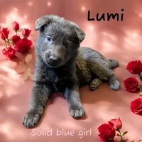 Lumi, a female German Shepherd Dog for sale in Ohio, OH – Photo 1 of 3