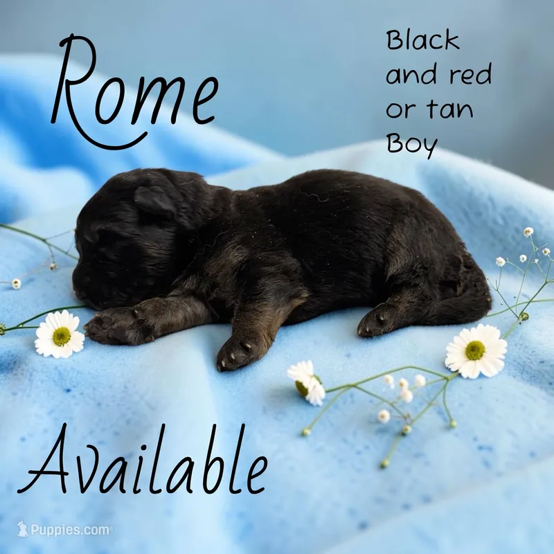 Rome – German Shepherd Dog puppy for sale in Ohio, OH