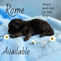 Rome, a male German Shepherd Dog for sale in Ohio, OH – 1 of 3