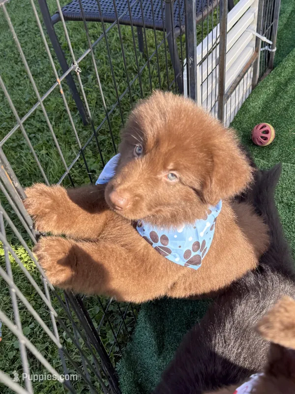 Dr Pepper – German Shepherd Dog puppy for sale in Woodsfield, OH