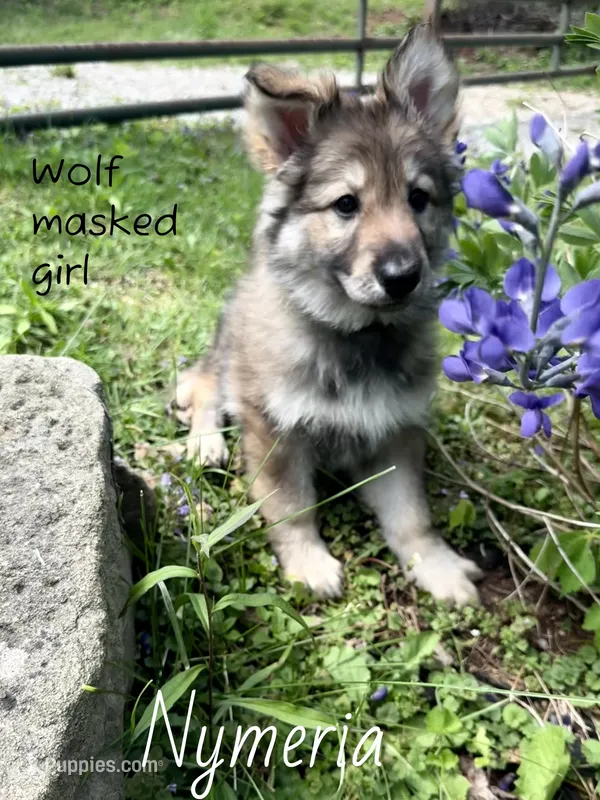 Nymeria , a female German Shepherd Dog for sale in Ohio, OH – 1 of 4