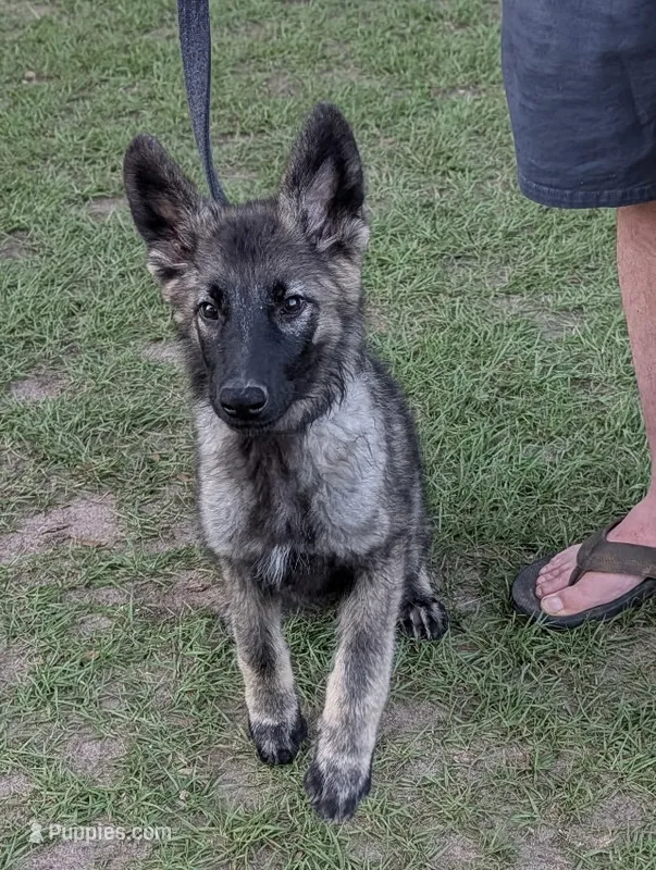 Sable Boy – German Shepherd Dog puppy for sale in Ohio, OH