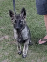 Sable Boy, a male German Shepherd Dog for sale in Ohio, OH – 1 of 2
