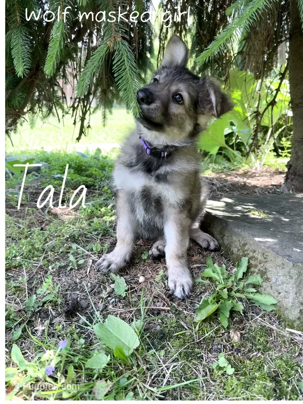 Tala – German Shepherd Dog puppy for sale in Ohio, OH