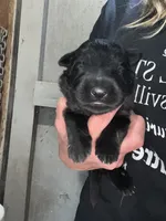 Solid black, a male German Shepherd Dog for sale in Ohio, OH – Photo 2 of 2