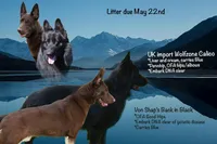 Solid black, a male German Shepherd Dog for sale in Ohio, OH – Photo 1 of 2