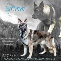 Old fashioned straight back, a male German Shepherd Dog for sale in Ohio, OH – Photo 3 of 3