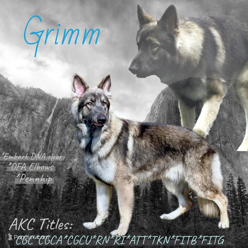 Coming soon, a  German Shepherd Dog for sale in Ohio, OH – Photo 1 of 2