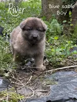 River, a male German Shepherd Dog for sale in Ohio, OH – Photo 1 of 3