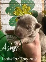 Old fashioned straight back, a male German Shepherd Dog for sale in Ohio, OH – Photo 2 of 3