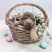 Asher, a male German Shepherd Dog for sale in Ohio, OH – Photo 1 of 4