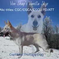 Old fashioned straight back, a male German Shepherd Dog for sale in Ohio, OH – Photo 1 of 3