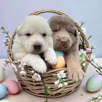 Asher, a male German Shepherd Dog for sale in Ohio, OH – Photo 4 of 4